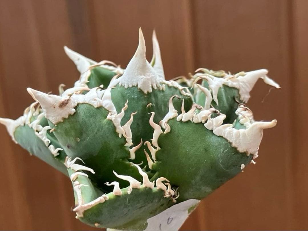 【オークション】10 超選抜　美株　太棘　アガべ　チタノタ　白豪刺　TC