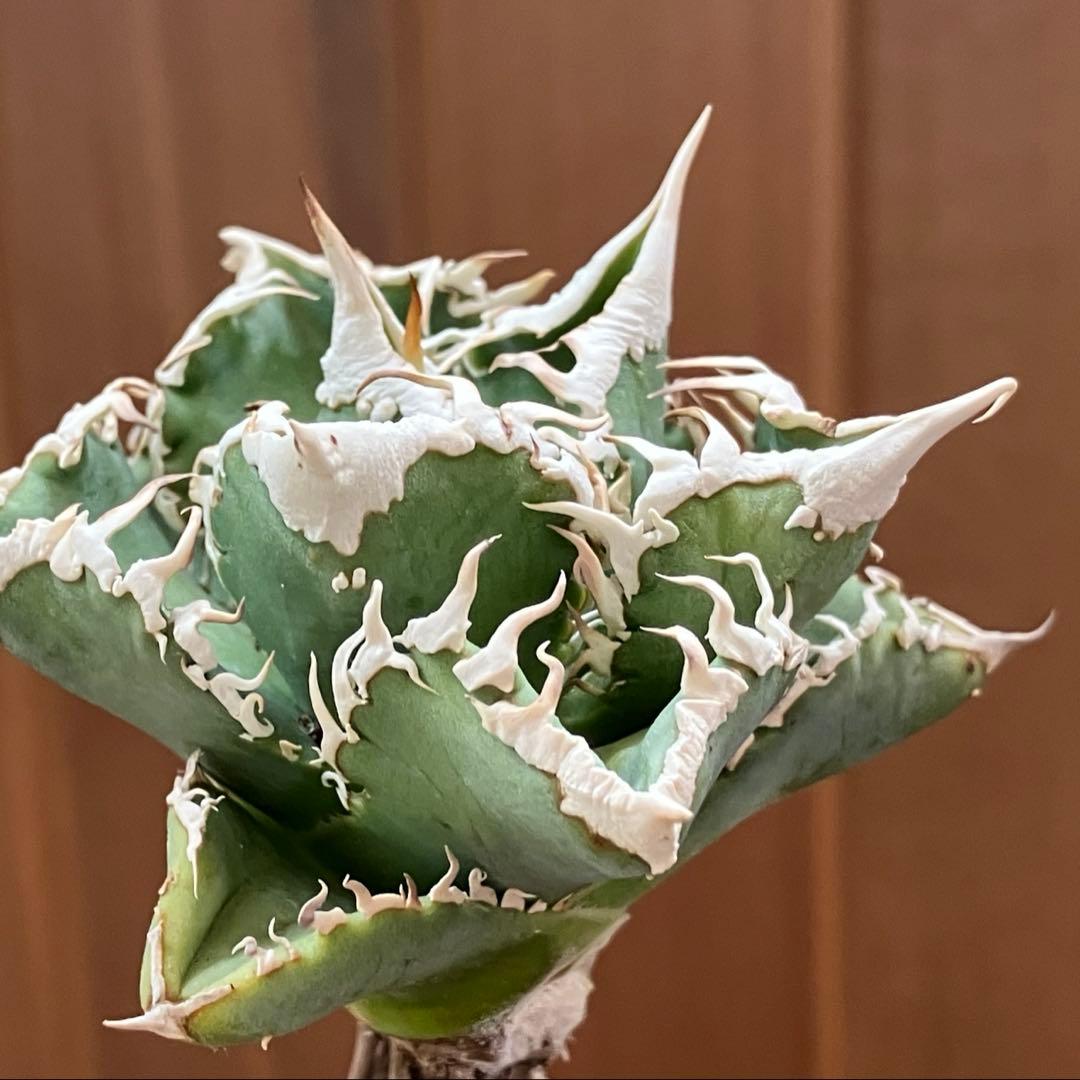 【オークション】10 超選抜　美株　太棘　アガべ　チタノタ　白豪刺　TC