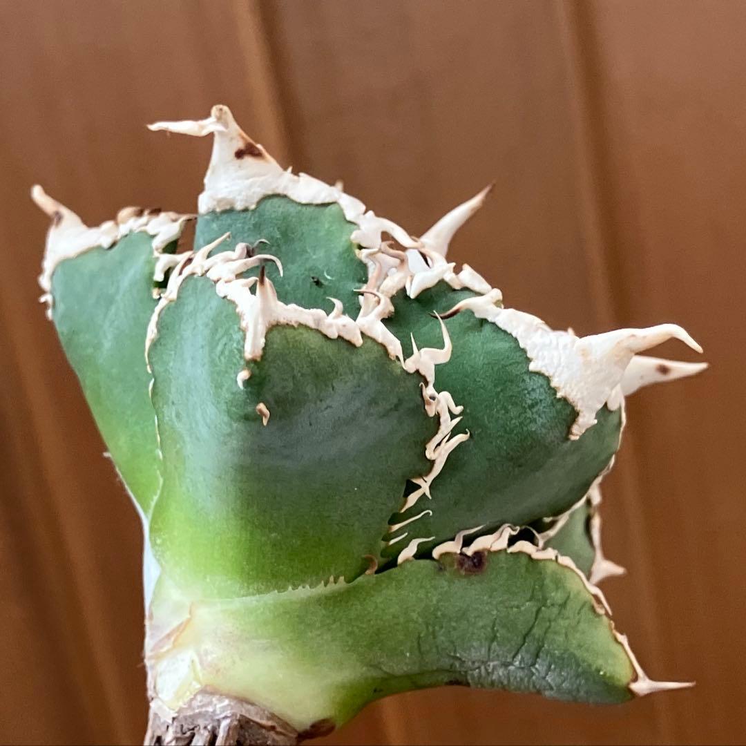 【オークション】10 超選抜　美株　太棘　アガべ　チタノタ　白豪刺　TC