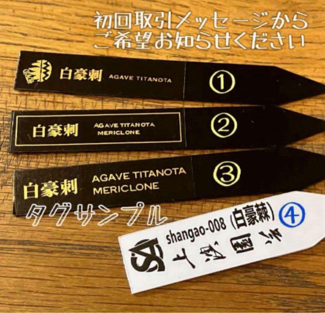 【オークション】10 超選抜　美株　太棘　アガべ　チタノタ　白豪刺　TC
