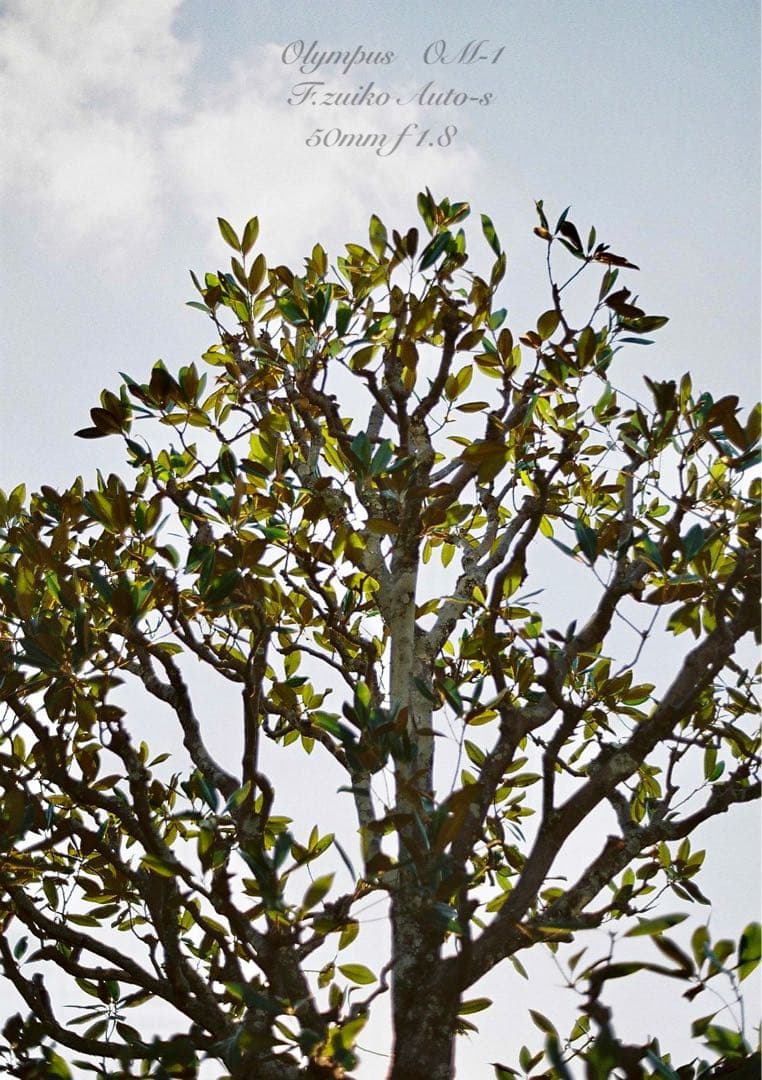 完動品＊美品＊初期保証★OLYMPUS OM-1★リザード本革外装★作例多数！