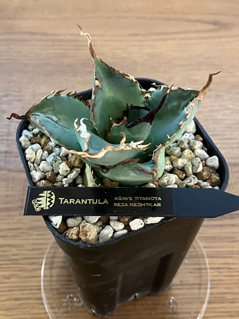 モ*ギ様 【初売りオークション】49 REZA産　長棘　アガベ　TARANTUL