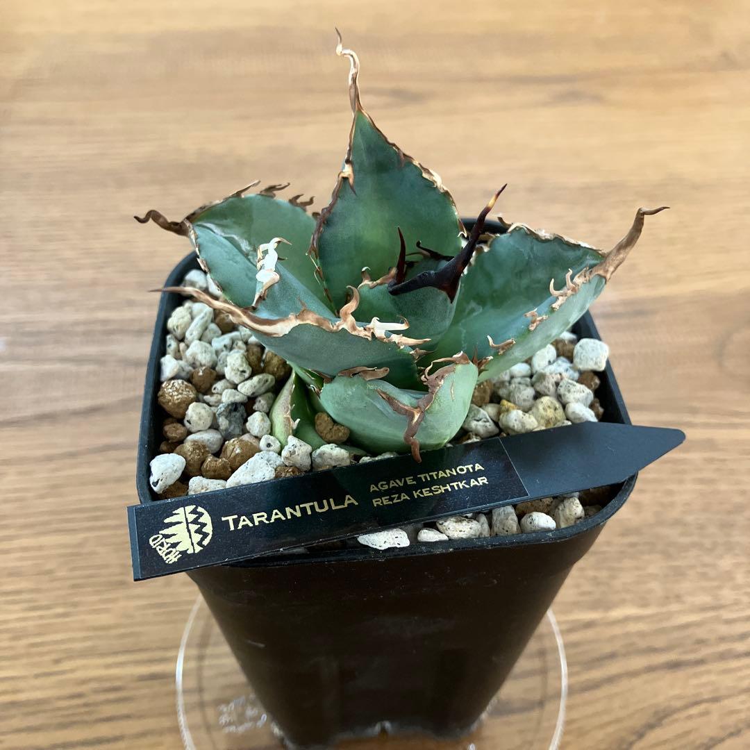 モ*ギ様 【初売りオークション】49 REZA産　長棘　アガベ　TARANTUL