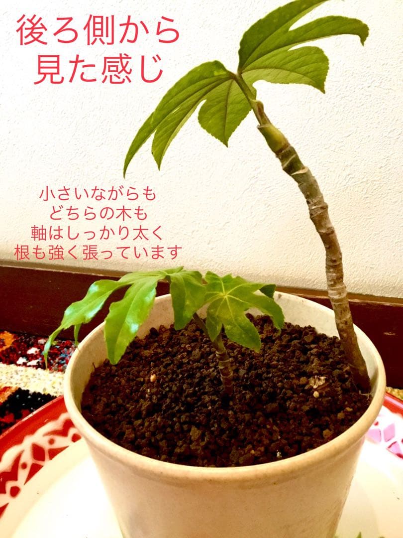 完売　　縁起木＊魔除け【ヤツデ/八つ手/天狗の団扇】天然野生育ち/2株/鉢植え