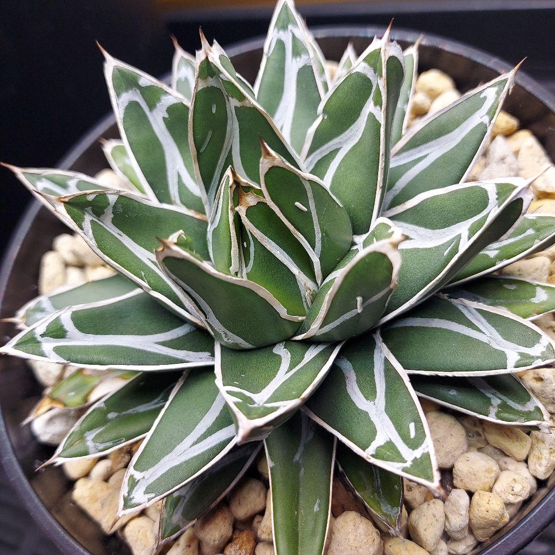 じ*む様 親株販売！！　子株付き　アガベ　姫笹の雪　特濃白ペンキ　耐寒性あり　オ