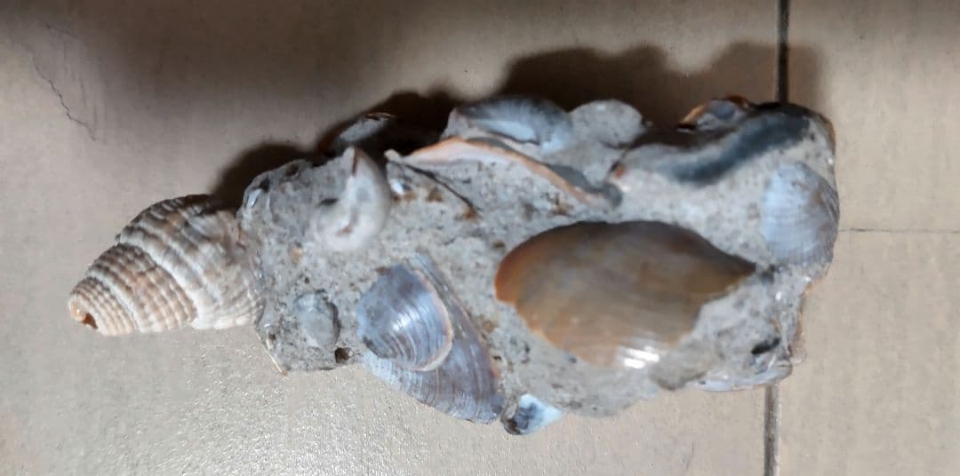 イセシラガイ　化石 ３個セット　 広島市中区八丁堀