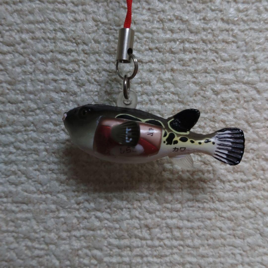 スケルトン 解剖 動物模型 ワニ トラ 馬　フグ 4 VISION剖　ハロウィン