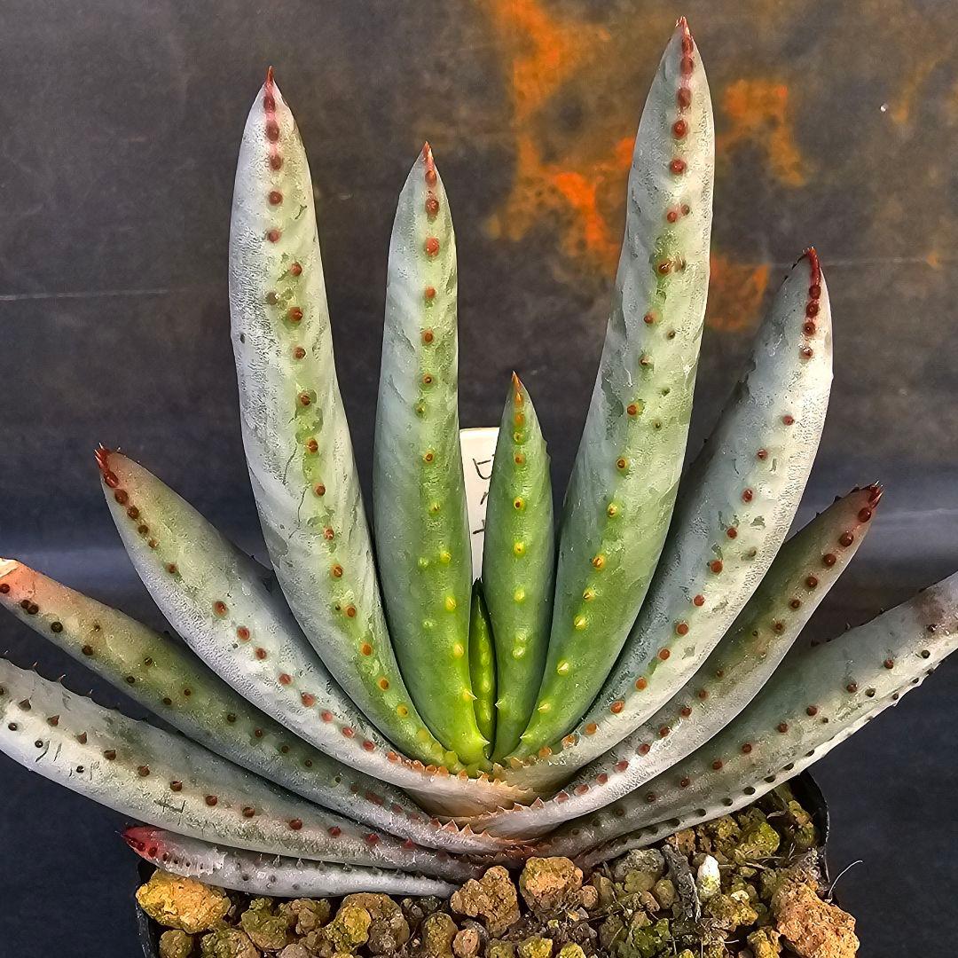 速達発送&ロウルサンコさんラベル付き☆コンプレッサシストフィラ(ビグザム交配)