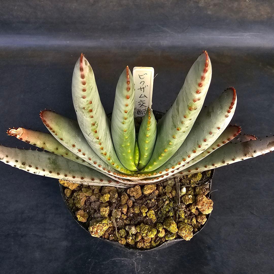 速達発送&ロウルサンコさんラベル付き☆コンプレッサシストフィラ(ビグザム交配)