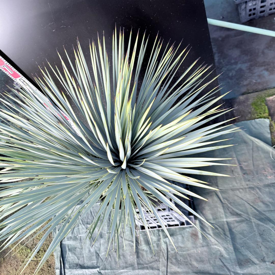 ピ*ん様 【AL1113】ユッカ　ロストラータ　超希少　頂上分頭　４ヘッド個体