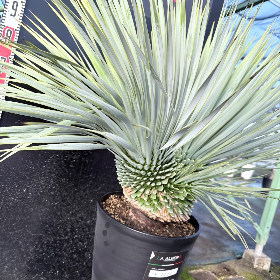 ピ*ん様 【AL1113】ユッカ　ロストラータ　超希少　頂上分頭　４ヘッド個体