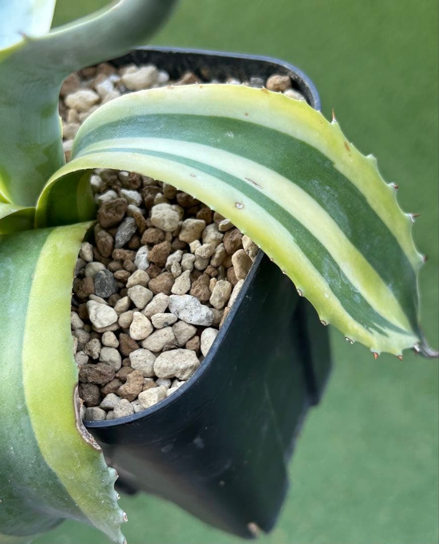 最高峰SS級株！感謝祭、鉢付き！発根済み！大株！特大オルカ！極上株！