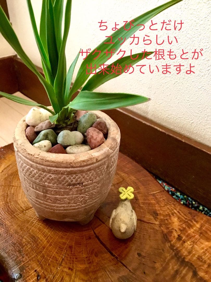 幸運木【森で完全野生化 ユッカ グロリオサ/アツバキミガヨラン】インド鉢植え＊小