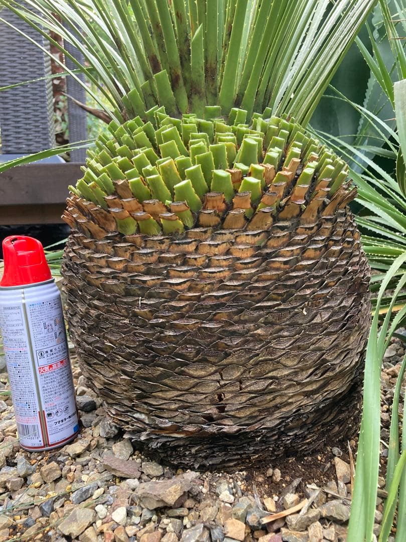 耐寒性！ダシリリオン　ミキワネンシス大株◇ドライガーデン南国ロストラータ　ユッカ