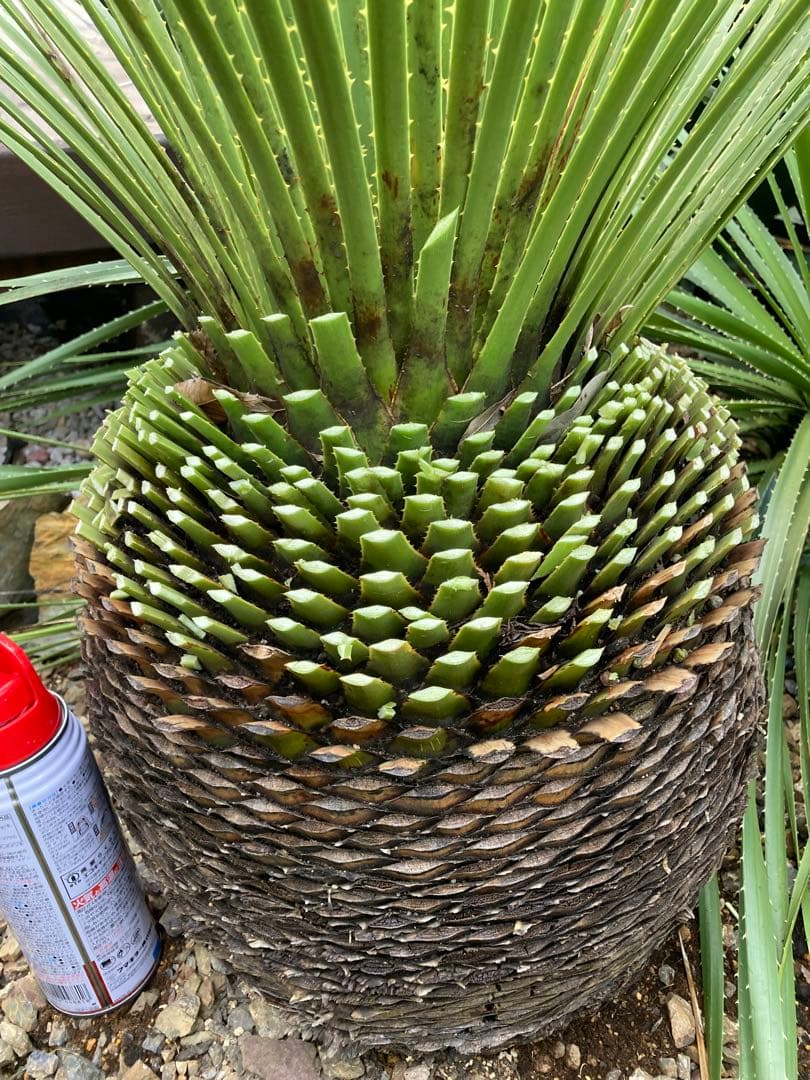 耐寒性！ダシリリオン　ミキワネンシス大株◇ドライガーデン南国ロストラータ　ユッカ