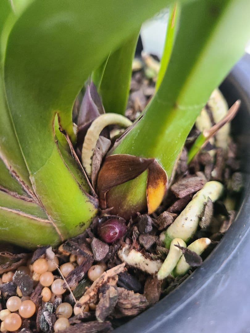 フォアゴットンフルーツ。2鉢。蜜蜂誘引蘭。日本蜜蜂。シンビジューム