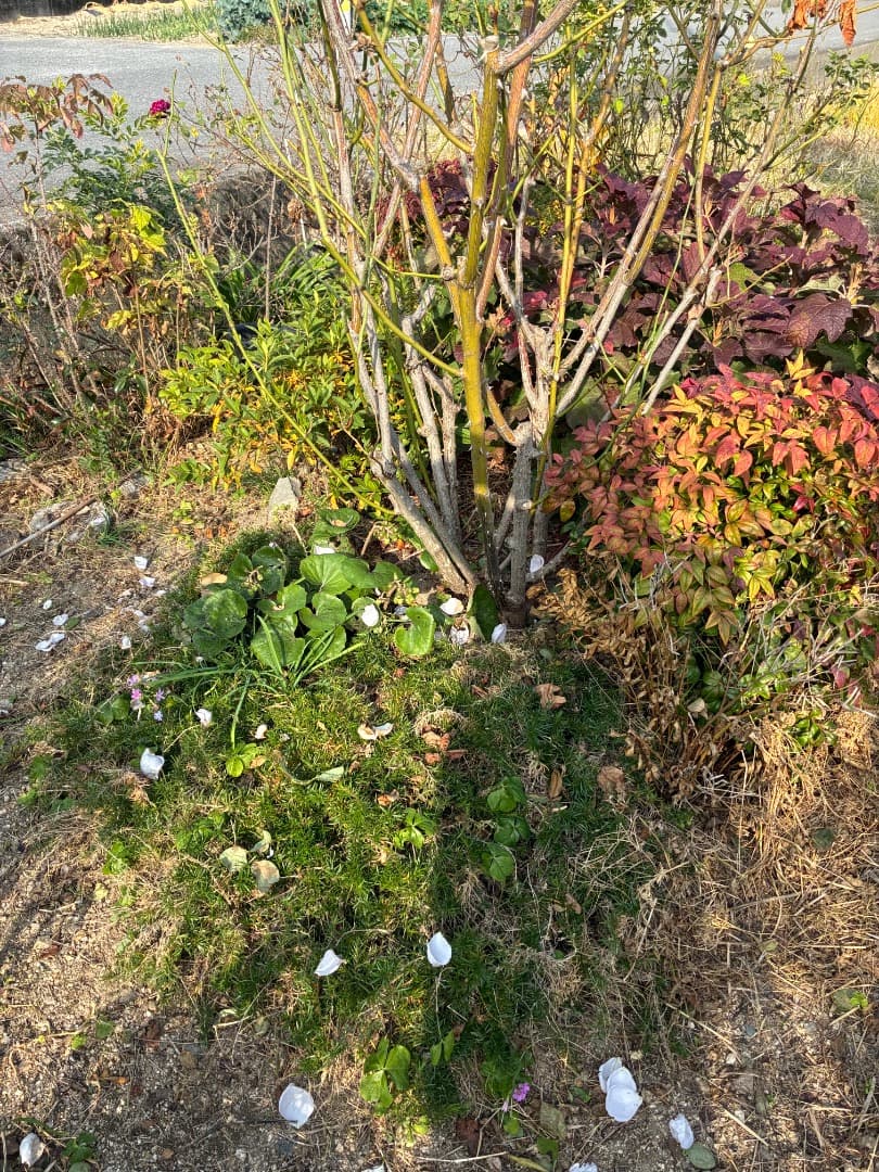 【バラ「超」大苗】　ブルームーン