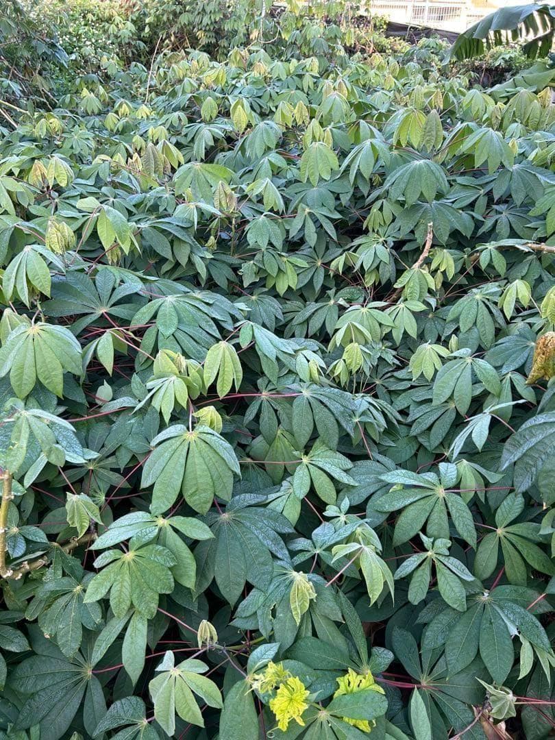 官能的な旨味と甘味。超高級★キャッサバ・ゴールドSS★挿し木枝。60サイズ箱満杯