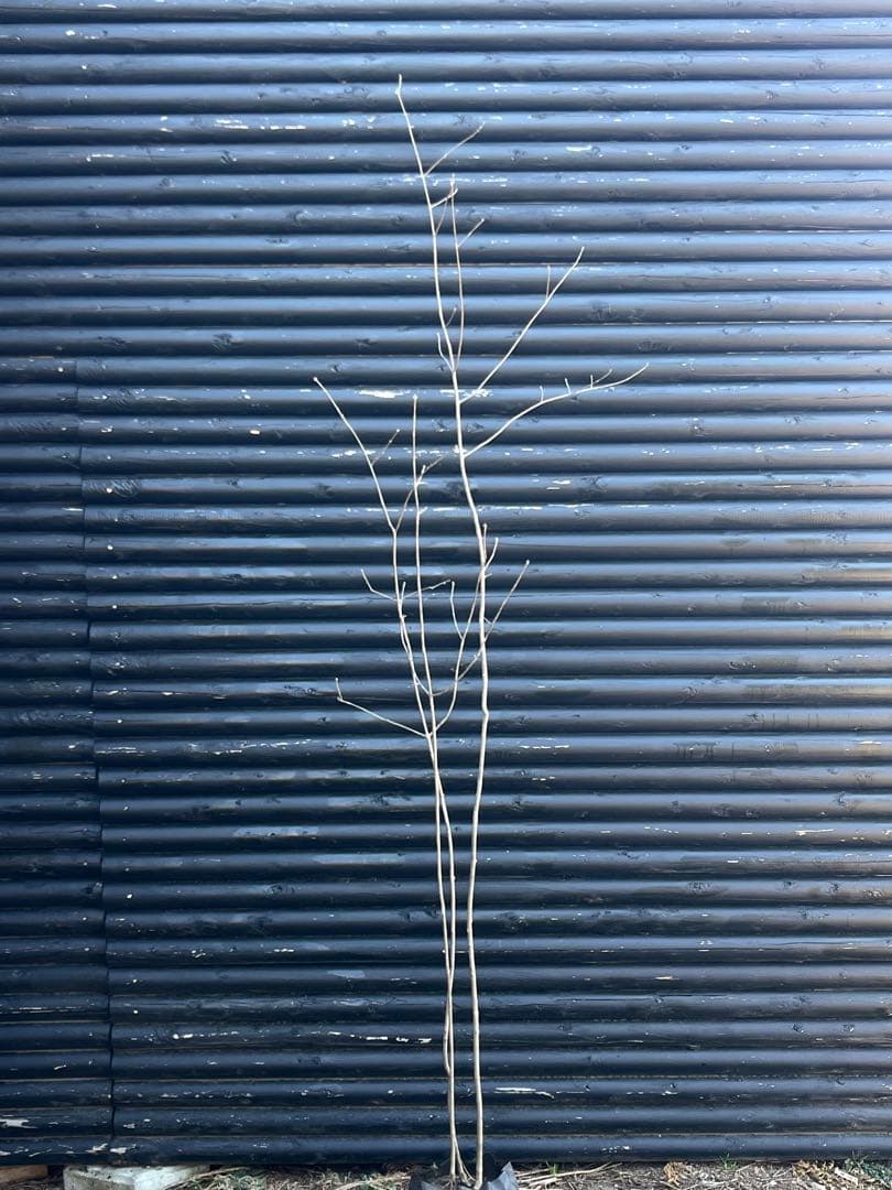 山採り天然　アオダモ　３本株立ち　81