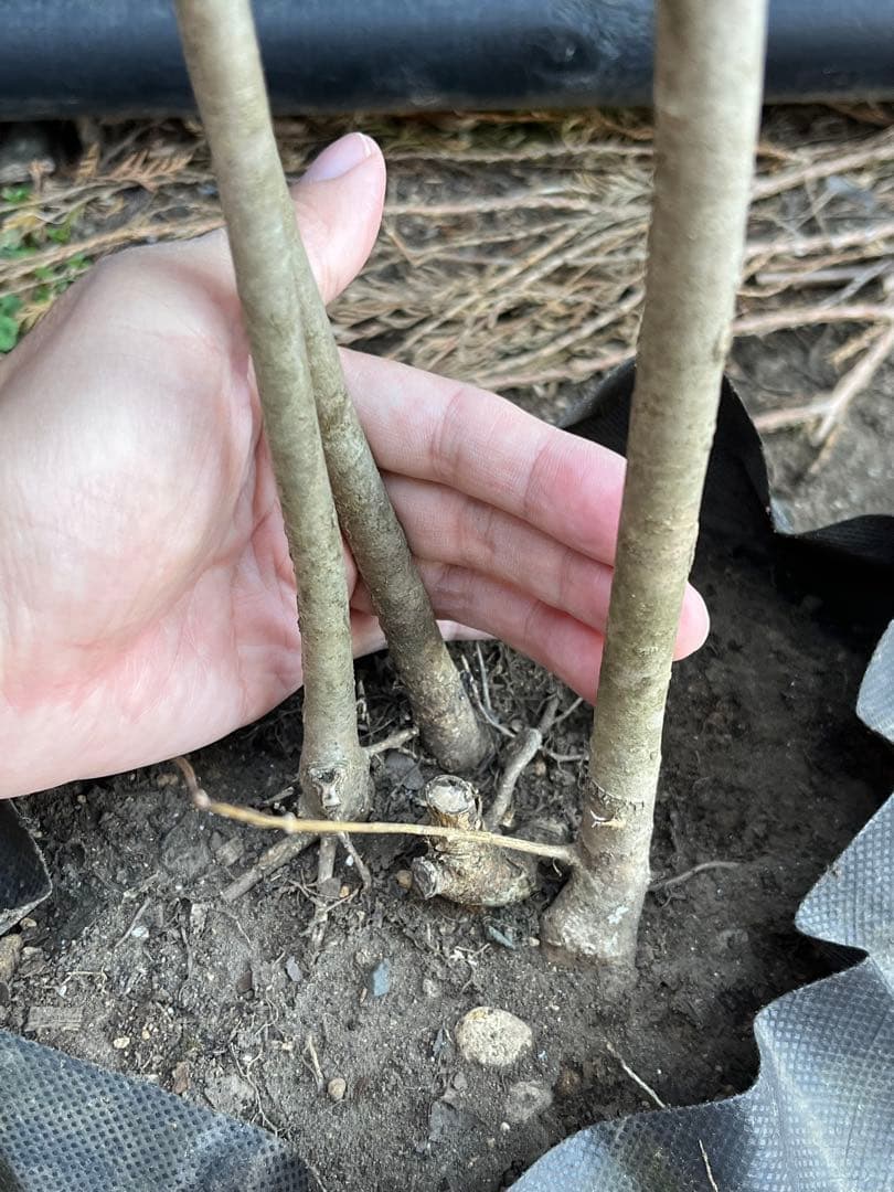 山採り天然　アオダモ　３本株立ち　81