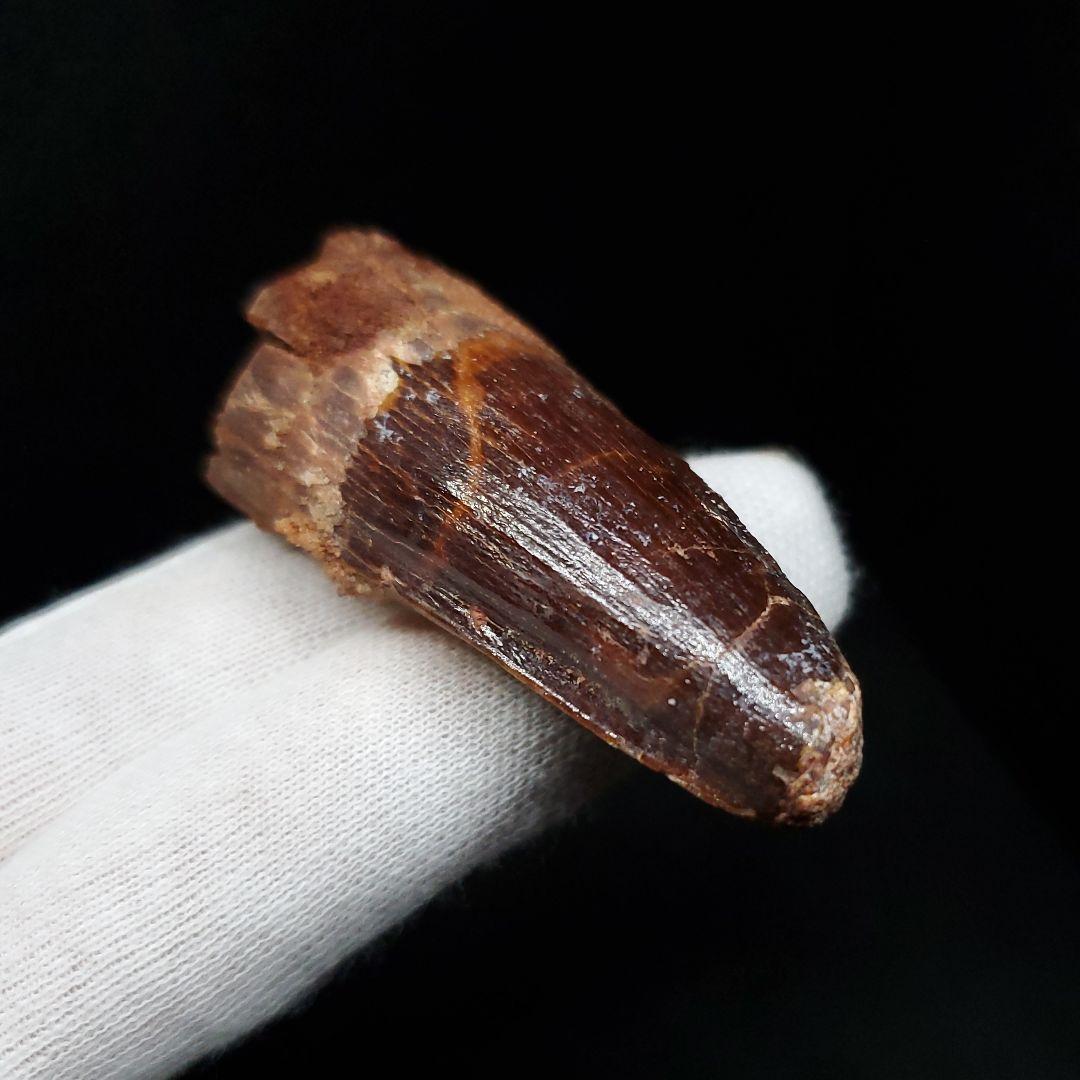 美品 スピノサウルス 本物 モロッコ産 52mm sp446