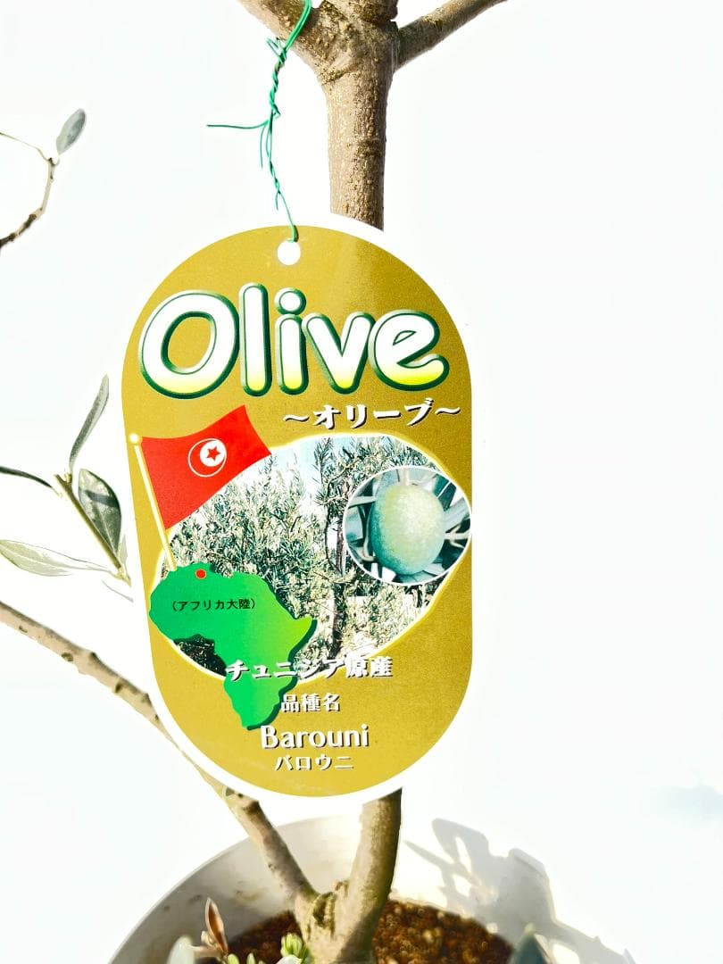 オリーブの木　バロウニ　7号　約130cm　K-307　希少品種　現品掲載