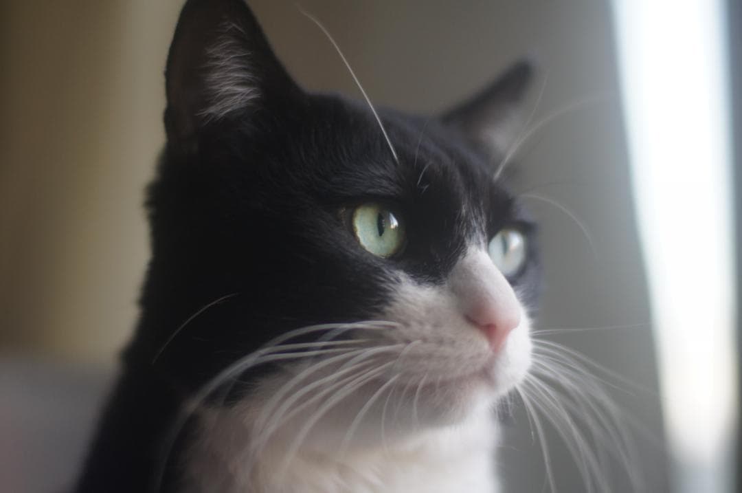 整備済 完動 Nikon F2 ブラック フォトミック 50mm F1.4