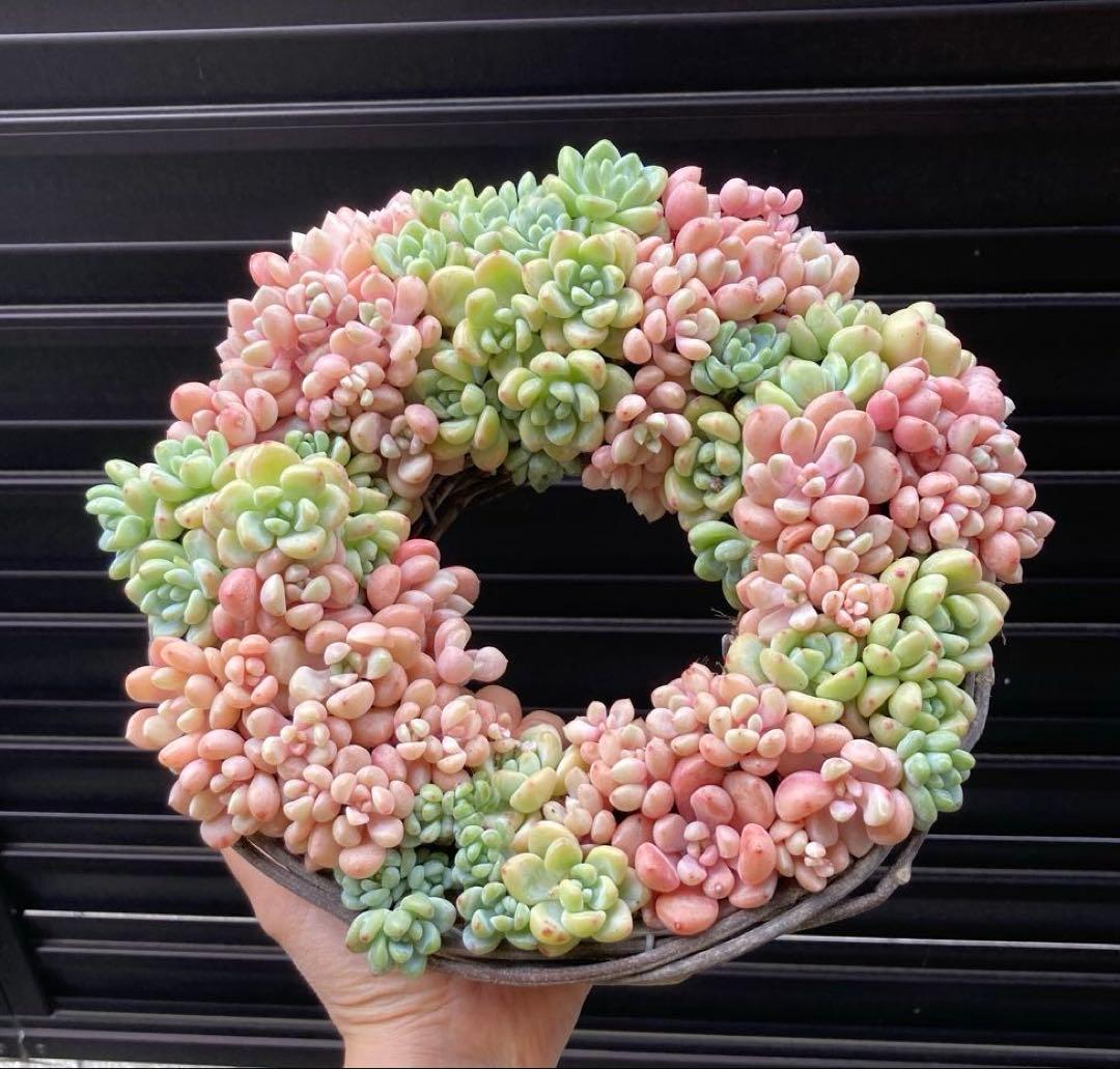 寄せ植え　多肉植物　寄せ植え　リース　p