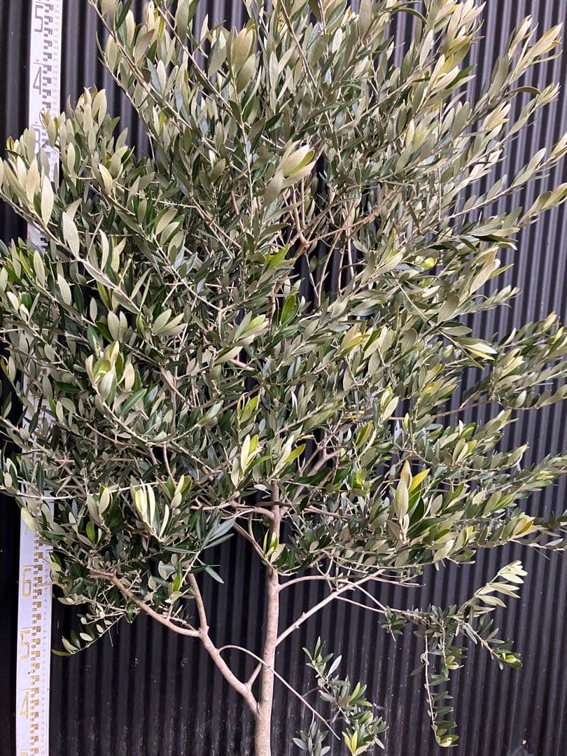オリーブの木　カヨンヌ