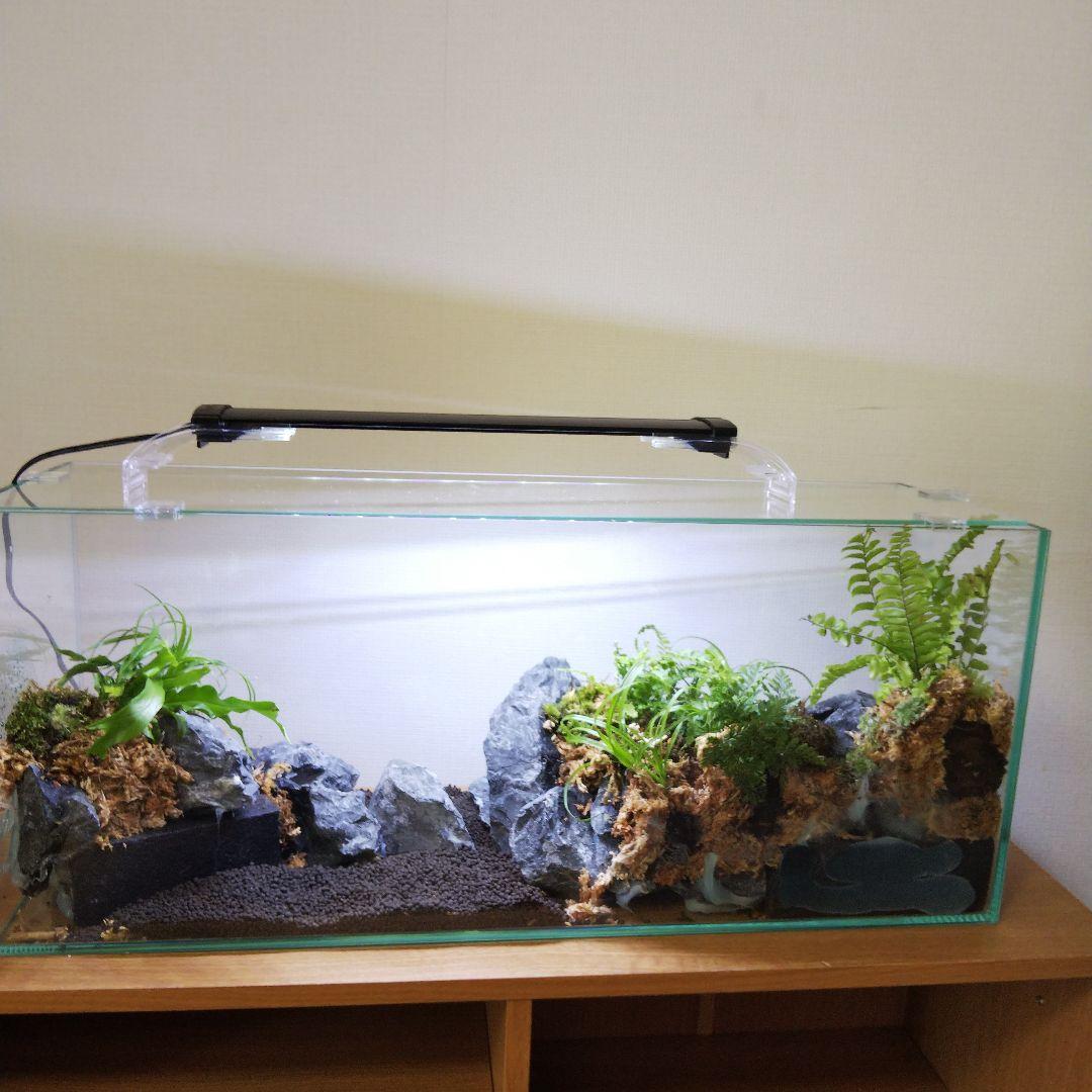 【受注生産】アクアテラリウム　イモリウム　苔　水槽　苔テラリウム