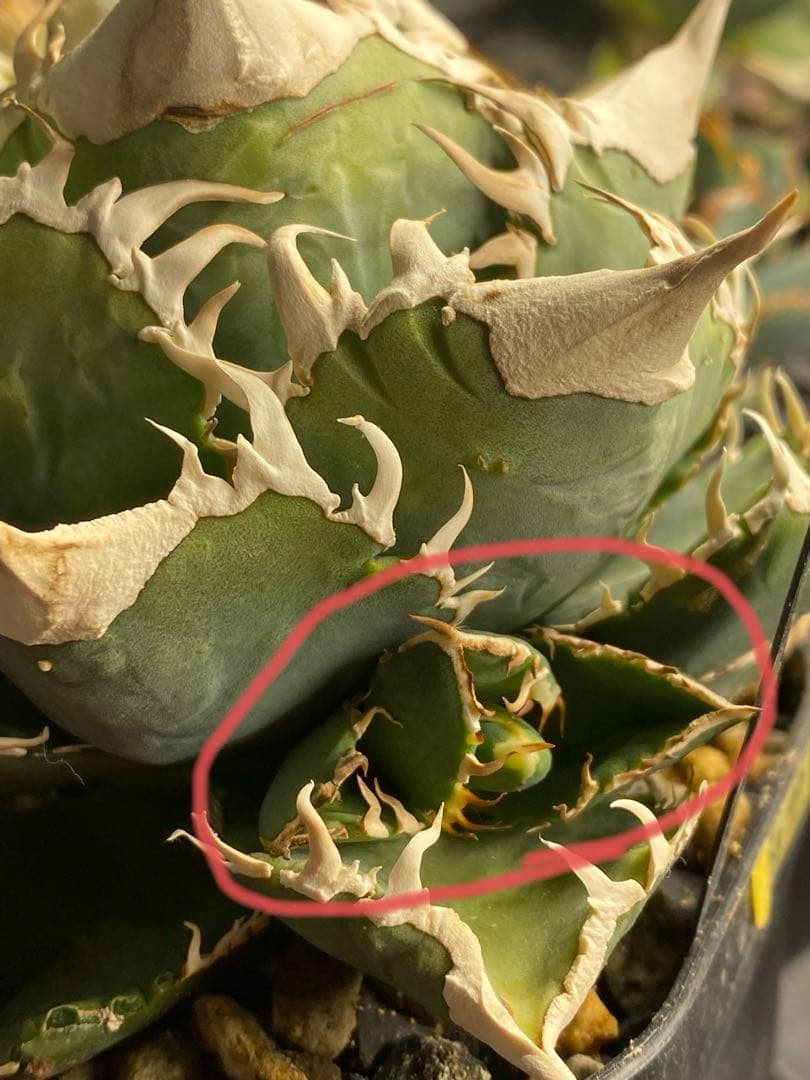 lize 大白鯊　間違い無しのドーベルP血統　子株販売②