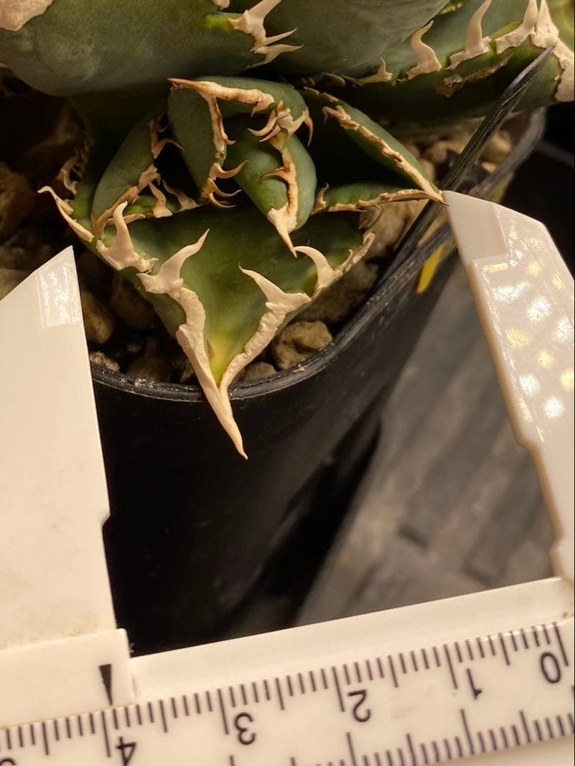 lize 大白鯊　間違い無しのドーベルP血統　子株販売②