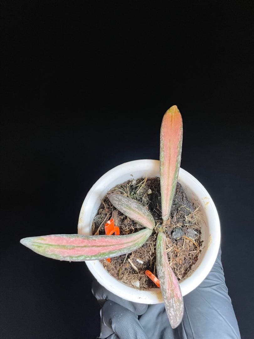 レア　ホヤ　シギラティス 内斑入り　サクララン