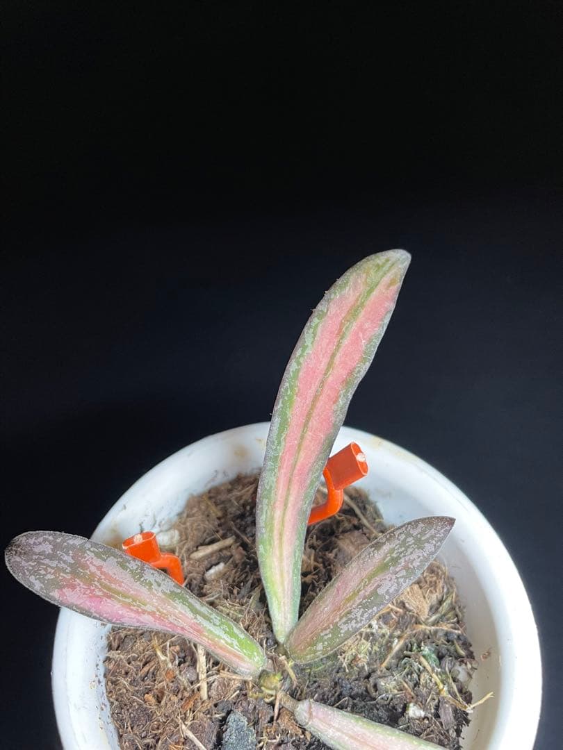 レア　ホヤ　シギラティス 内斑入り　サクララン