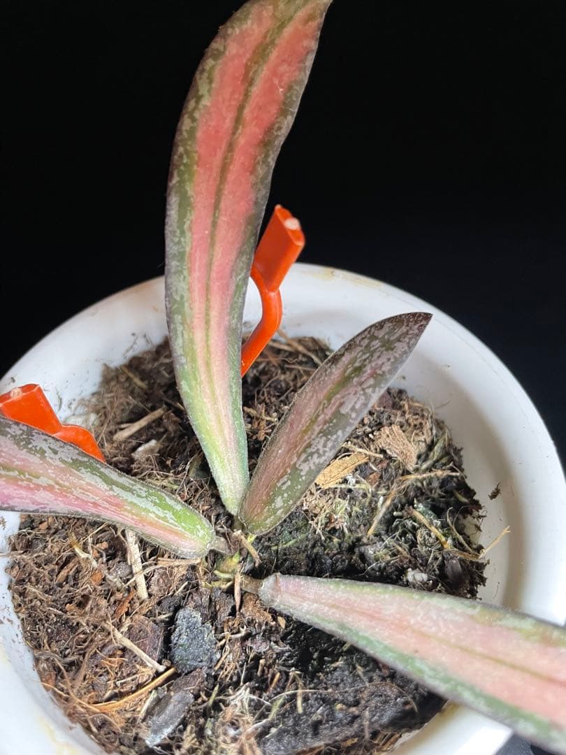 レア　ホヤ　シギラティス 内斑入り　サクララン