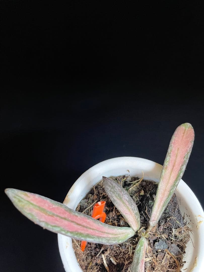 レア　ホヤ　シギラティス 内斑入り　サクララン