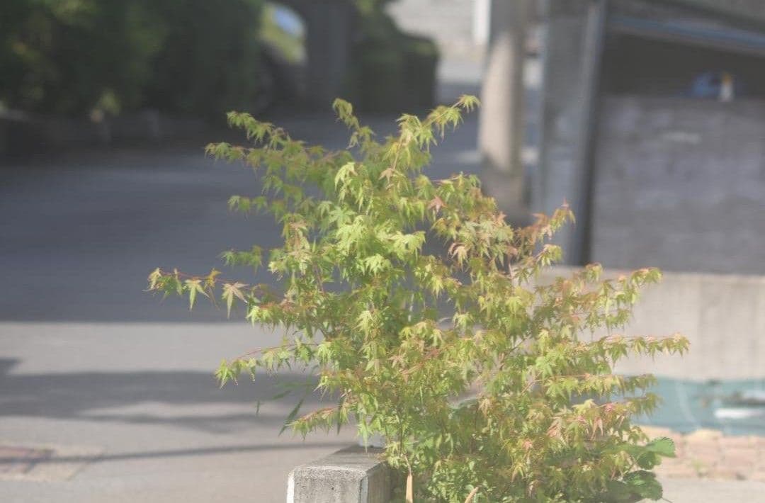 【あ 】シグマ APO 150-500mm F5-6.3 DG キャノン用