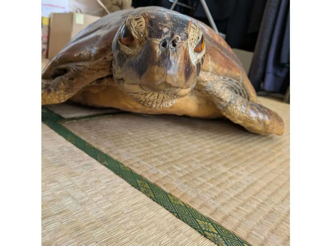 アオウミガメ（亀）はく製/剥製 希少野生動植物種登録表あり