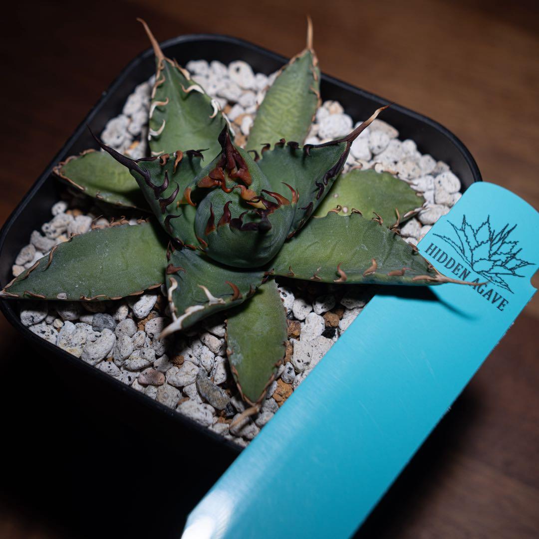 アガベ チタノタ【 エボリスピナ × BB 】