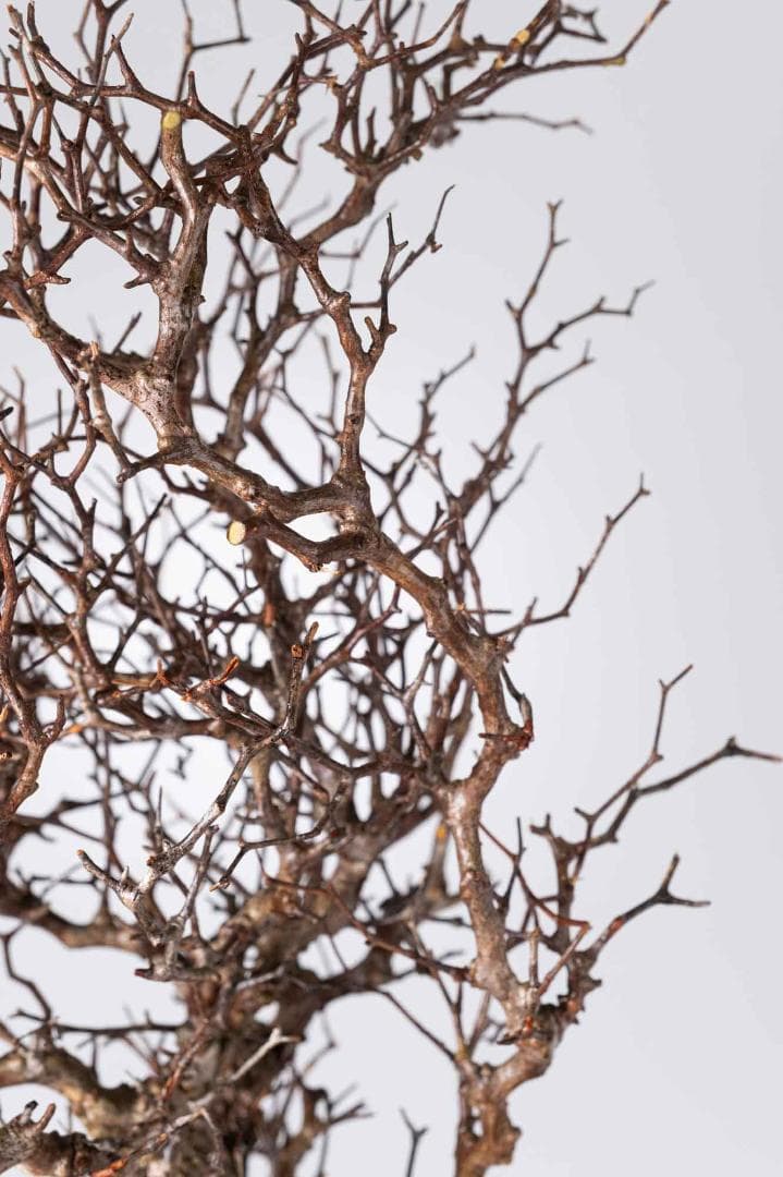 LP83 オペルクリカリア パキプス コーデックス ベアルート株