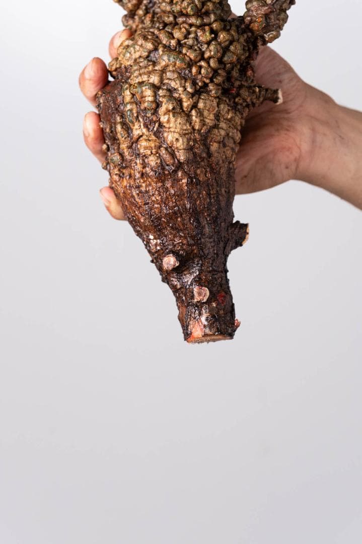 LP83 オペルクリカリア パキプス コーデックス ベアルート株