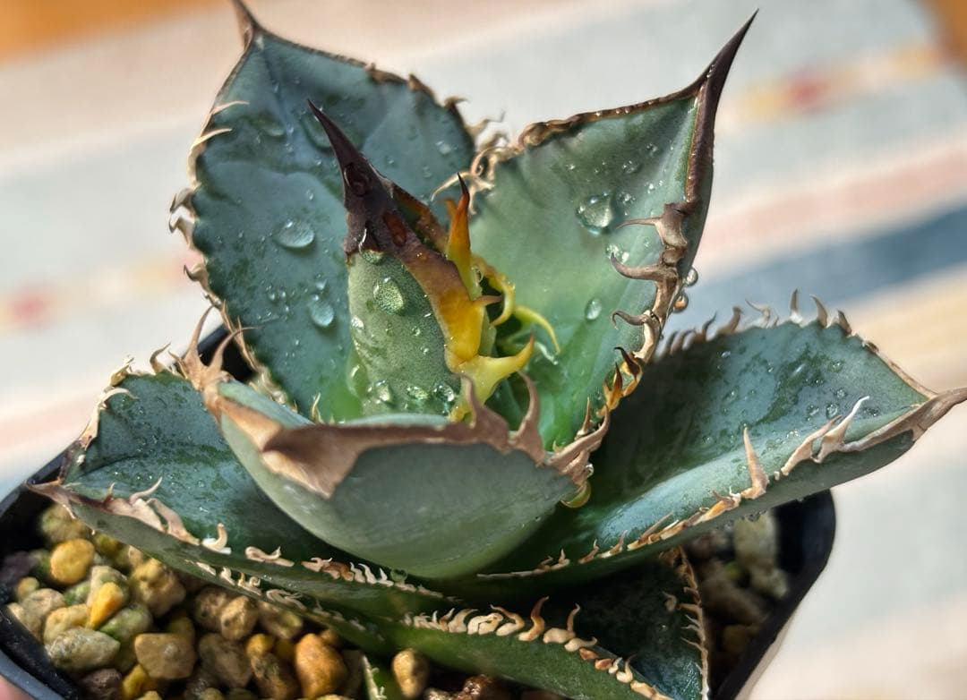 な*ち様 実生 チタノタ 検索)オアハカ スナグル オテロイ アガベ fo-07