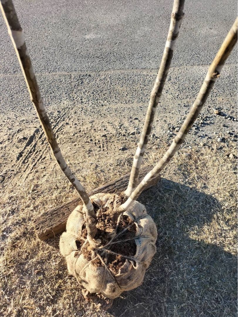 山採り アオダモ 本株立ち 3本立ち 自然樹形