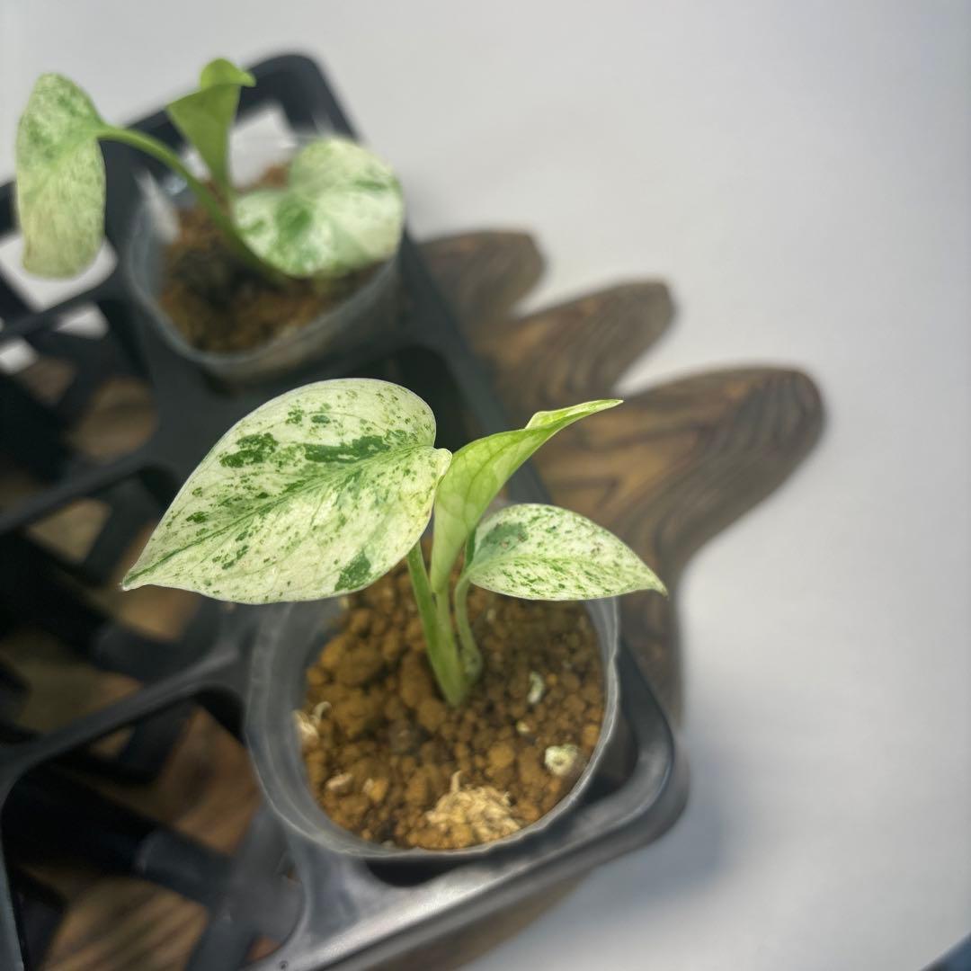 /*様 5株セットms95【特別選抜】ホワイトモンスター／天津蘭 モンステラ斑入