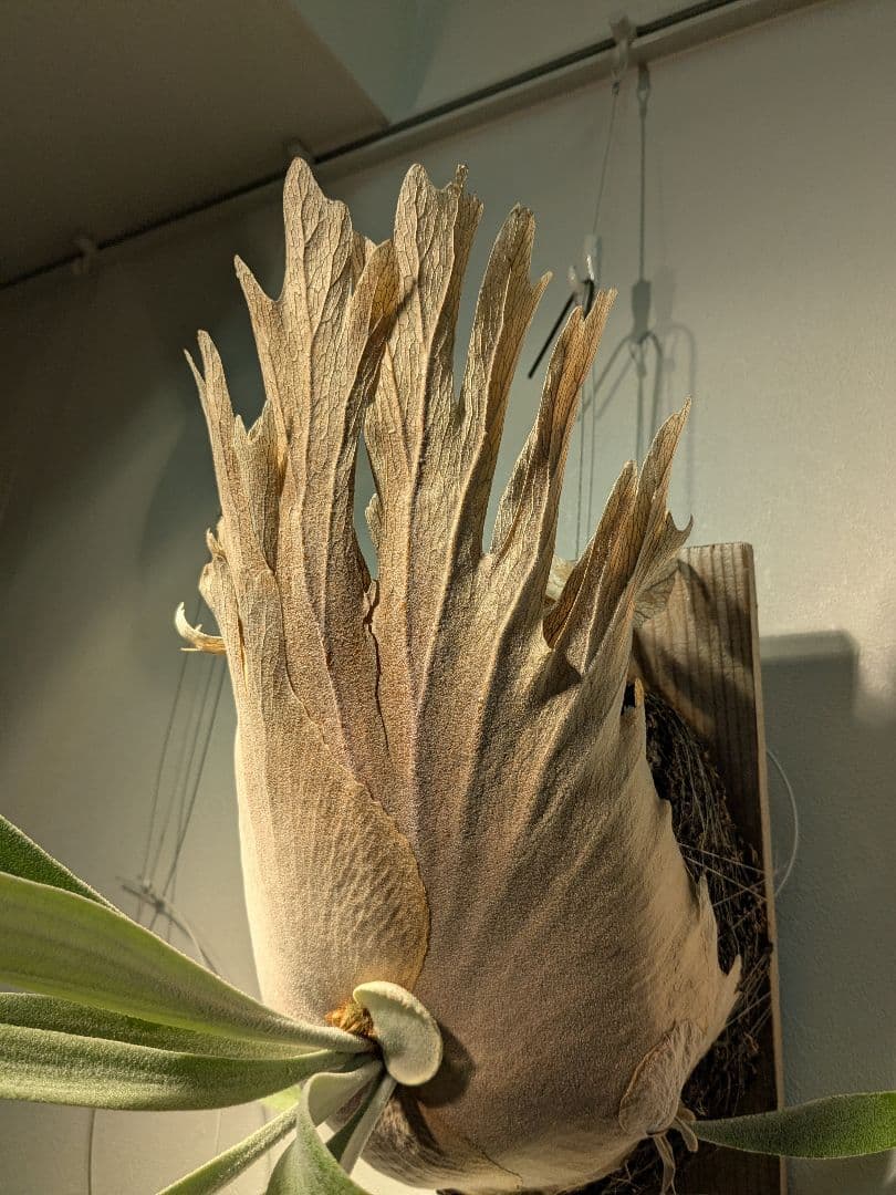 親株Monkey north high shield モンキーノースハイシールド