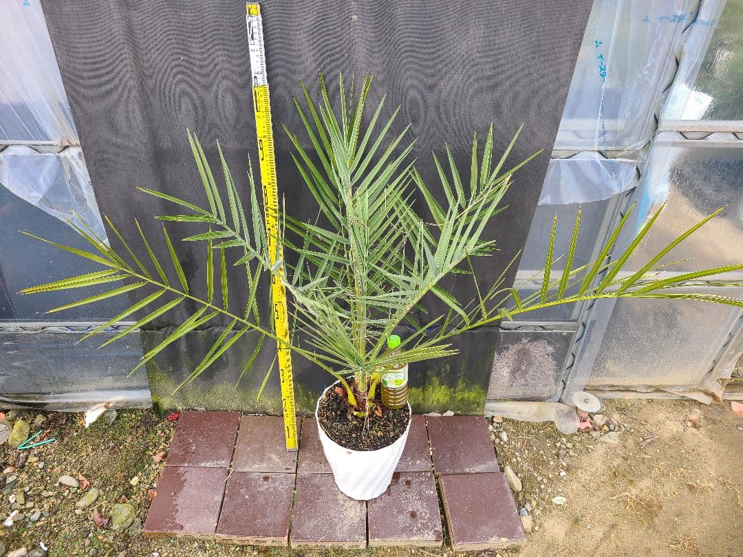 ナツメヤシ 耐寒性ヤシ 8号鉢 高さ約110cm 現品発送 ドライガーデン