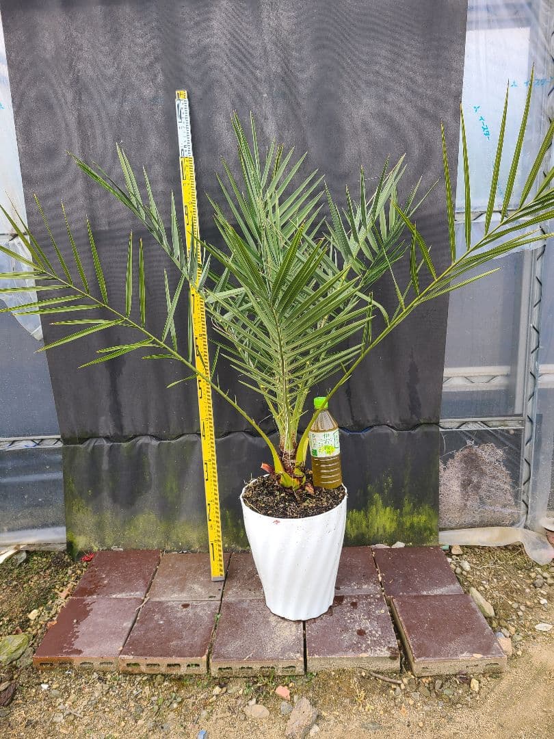ナツメヤシ 耐寒性ヤシ 8号鉢 高さ約110cm 現品発送 ドライガーデン
