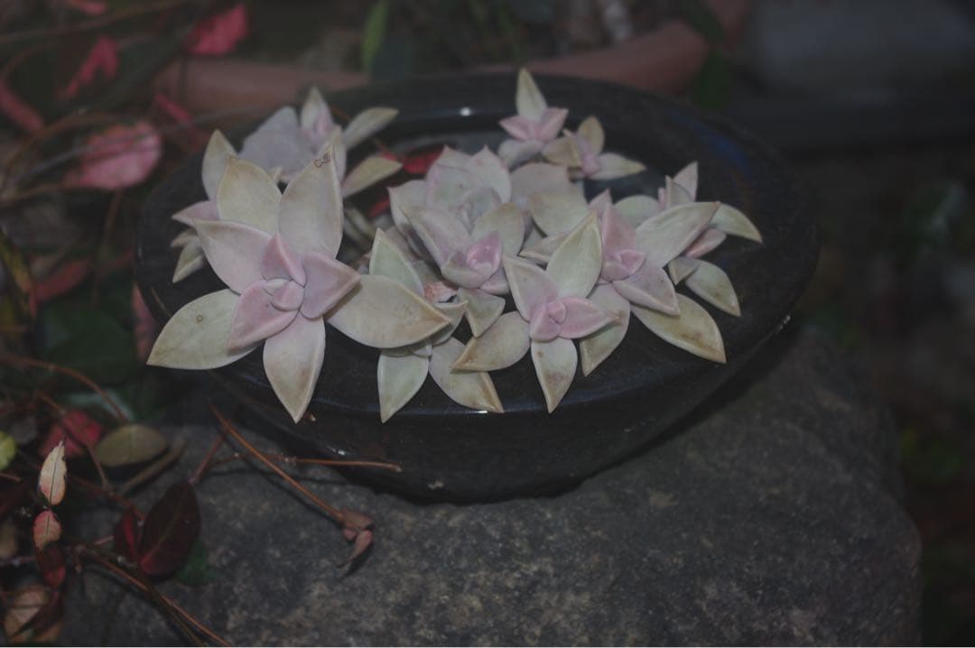 ❤️ペンタックス PENTAX k-r 一眼レフカメラ❤️