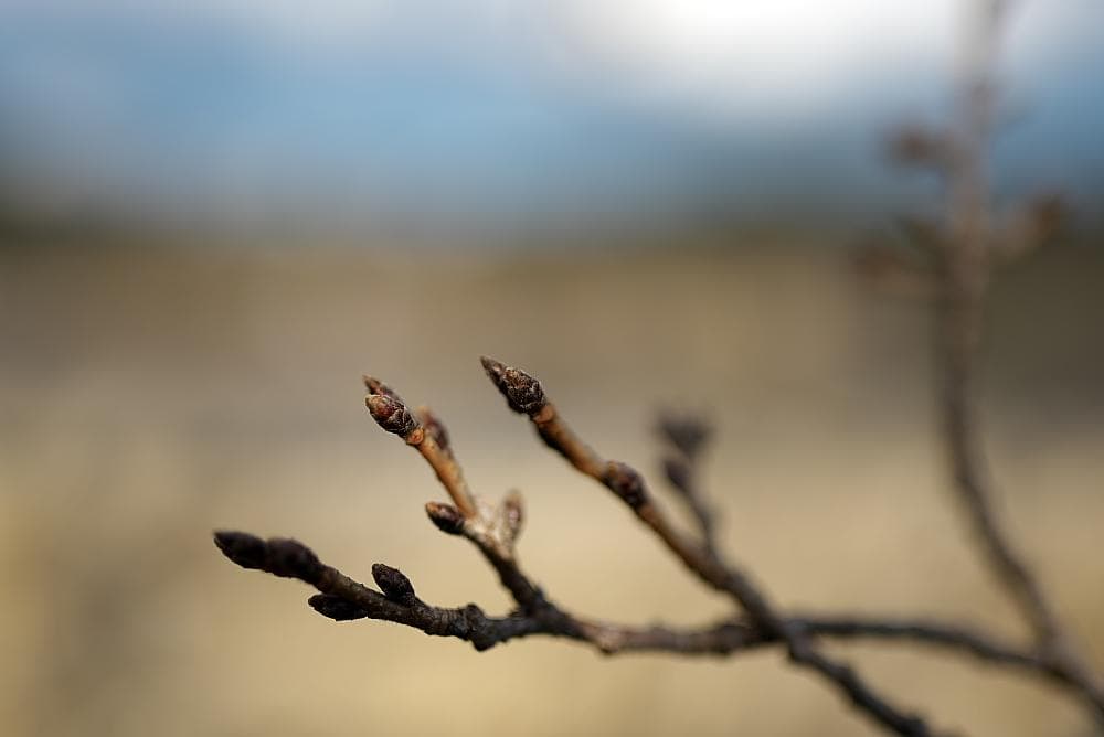 【やや難あり】TAMRON SP35mm F1.8 ニコン