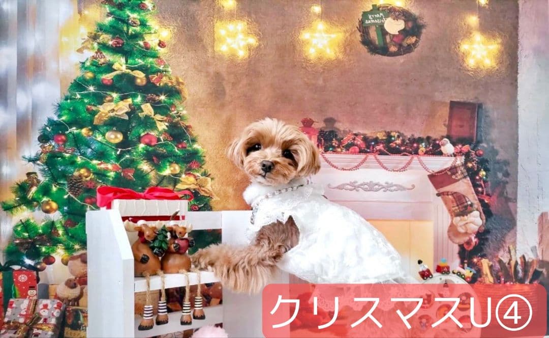 背景布+秋色チョーカー　パンパスグラス　お月見　十五夜　ペットサロン撮影用